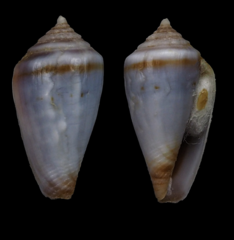 Conus algoensis