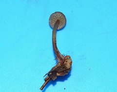 Mycena atkinsoniana