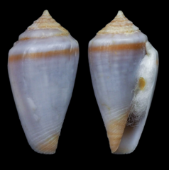 Conus algoensis