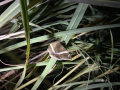 Bastilla arctotaenia