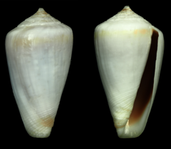 Conus algoensis