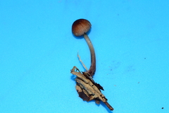 Mycena atkinsoniana