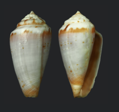 Conus algoensis