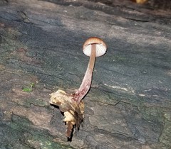 Mycena atkinsoniana