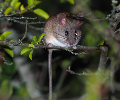 East African Thicket Rat (Grammomys ibeanus) — Least Concern Mammalia