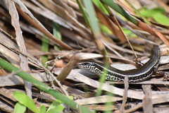 Ctenotus labillardieri