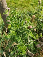 Cirsium arvense
