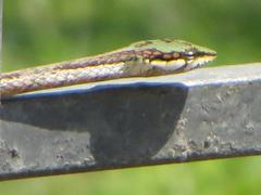 Thelotornis capensis capensis