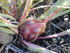 Protea vogtsiae