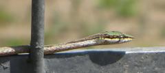 Thelotornis capensis capensis