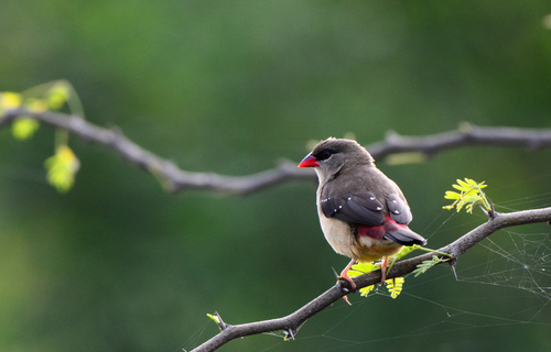 Bengali rouge