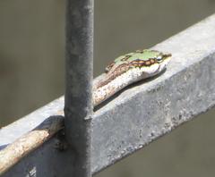Thelotornis capensis capensis