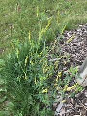 Melilotus altissimus