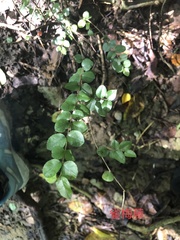 Sageretia