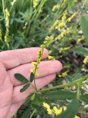 Melilotus altissimus