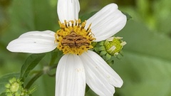 Choreutis amethystodes