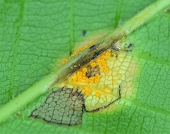 Puccinia andropogonis