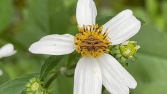 Choreutis amethystodes