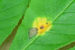 Puccinia andropogonis