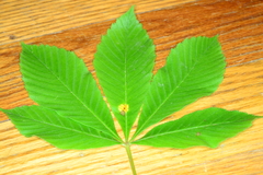 Puccinia andropogonis