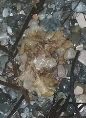 Padina pavonica