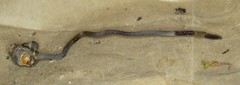 Ophiocordyceps ravenelii image