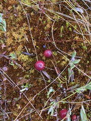 Vaccinium microcarpum