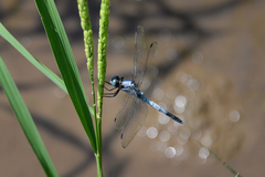 Orthetrum albistylum