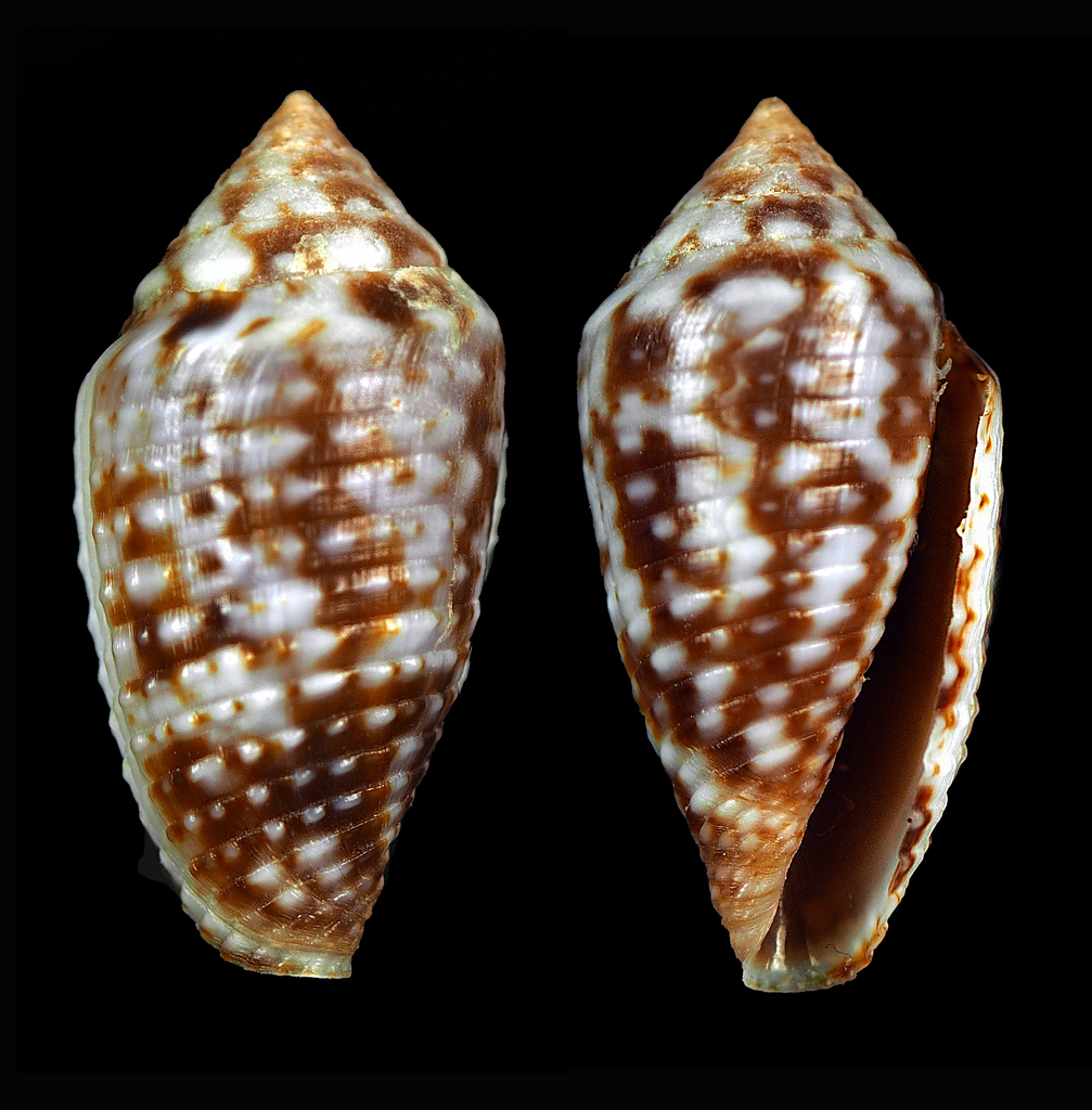 Conasprella allamandi