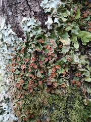 Lobaria adscripta