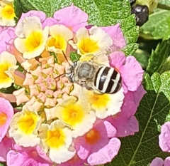 Amegilla quadrifasciata