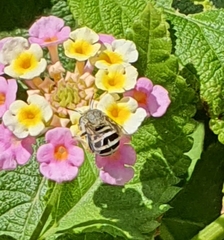 Amegilla quadrifasciata