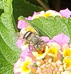 Amegilla quadrifasciata