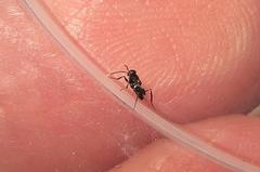 Homalotylus