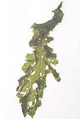 Ulva rigida