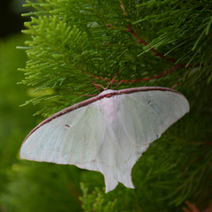 Actias aliena