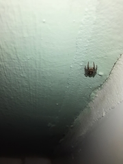 Pseudeuophrys lanigera