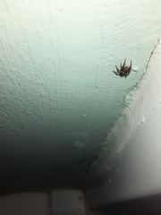 Pseudeuophrys lanigera