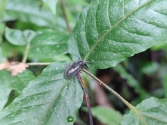 Lagria ventralis