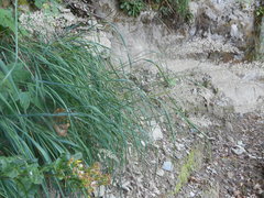 Calamagrostis varia