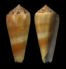Conus aliwalensis