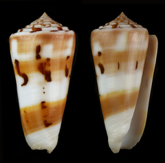 Conus aliwalensis
