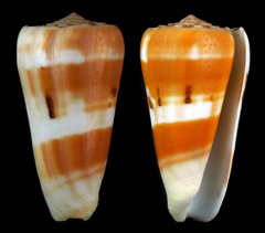 Conus aliwalensis