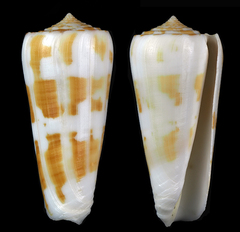 Conus aliwalensis