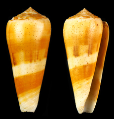 Conus aliwalensis