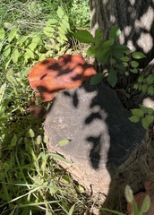 Polyporaceae