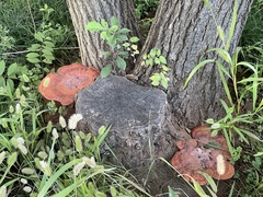 Polyporaceae