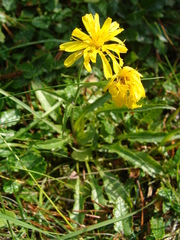 Crepis jacquinii