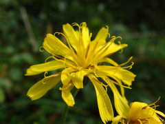 Crepis jacquinii