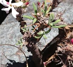 Pachypodium succulentum